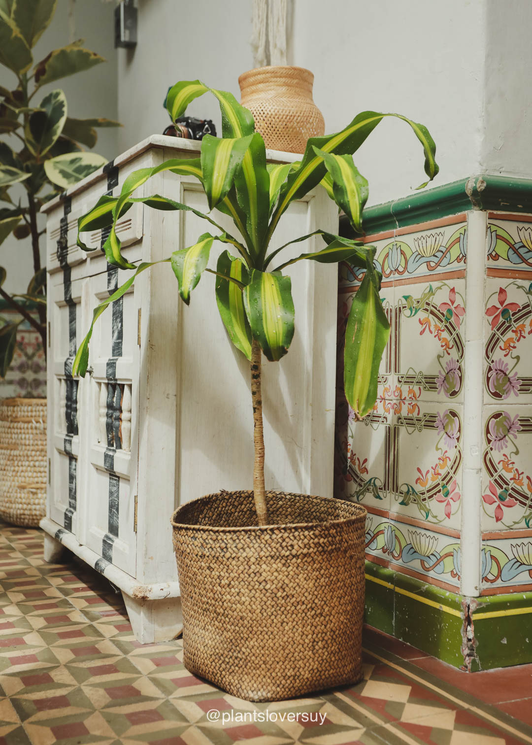 plantas-naturales-montevideo-uruguay-32