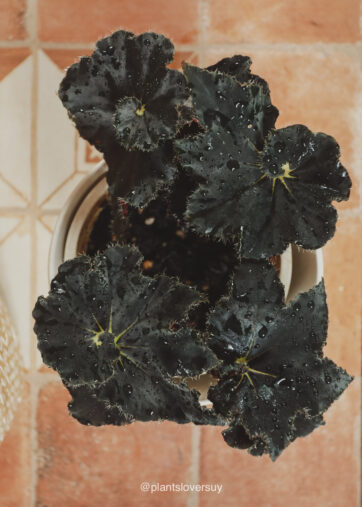 Begonia ‘Black mamba’