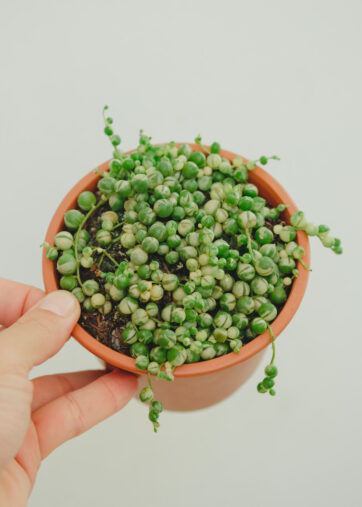 Senecio rowleyanus ‘Variegata’