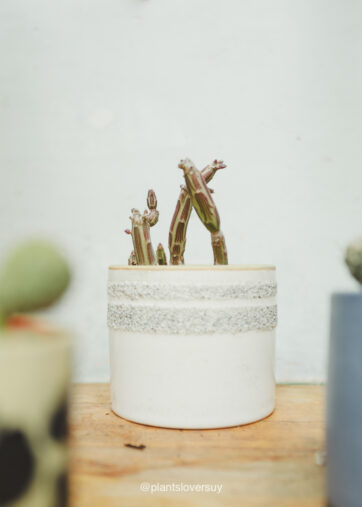 Senecio stapeliformis