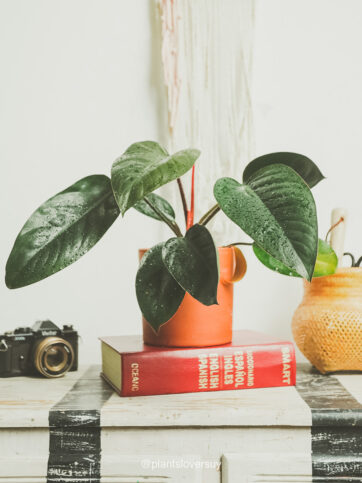 Philodendron erubescens "Red Emerald"