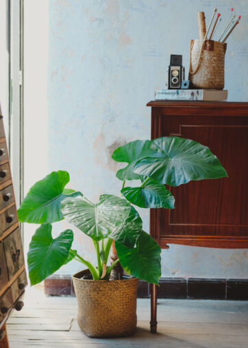 Alocasia macrorrhiza