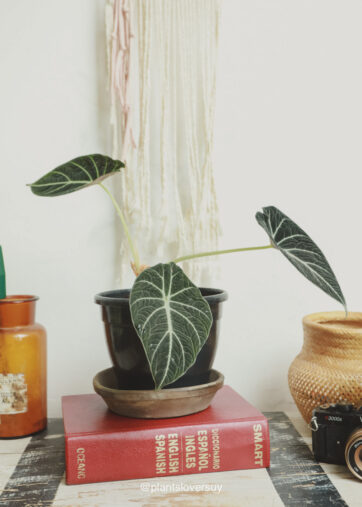 Alocasia Black Velvet