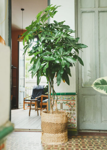 Pachira aquatica "Money tree" 1,8 metros