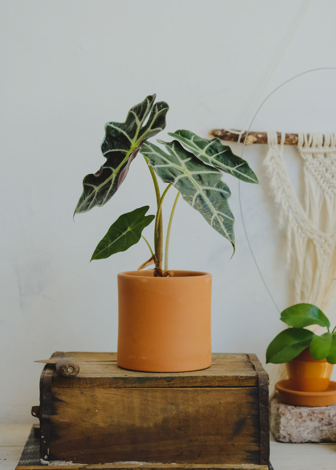 plantas-uruguay-montevideo-7655