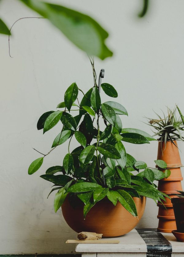 tienda-de-plantas-en-uruguay-montevideo-0376