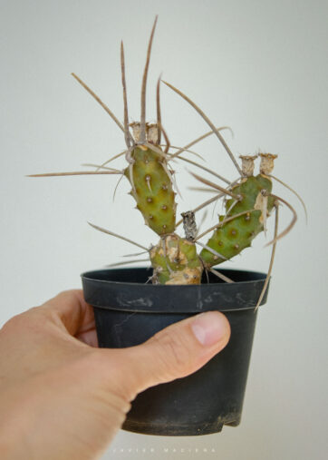 Tephrocactus Papyracanthus ‘Gris’