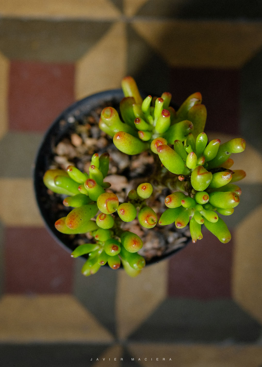 PLANTAS-URUGUAY-MONTEVIDEO-5101
