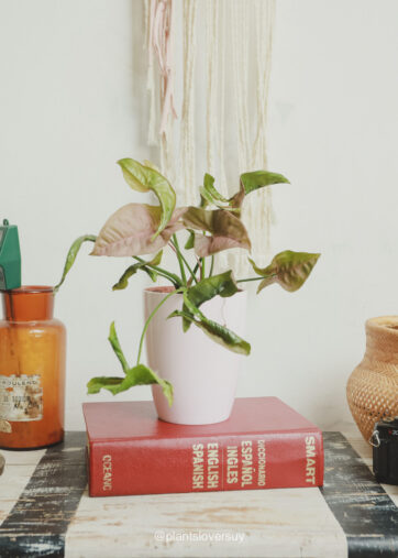 Syngonium rosa ´Neon Robusta´