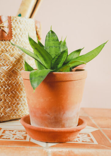 Dracaena ‘Sansevieria’ Trifasciata Hahnii