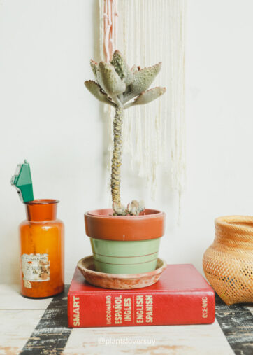 KALANCHOE BEHARENSIS FANG