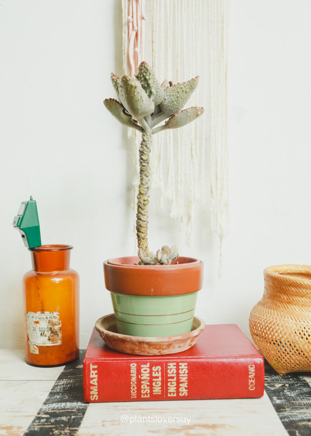 plantas-naturales-montevideo-uruguay- IMG_8295