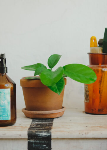 Hoya carnosa ‘Australis’