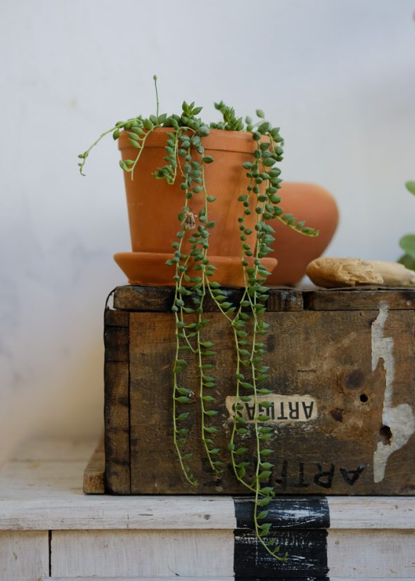 plantas-uruguay-5678