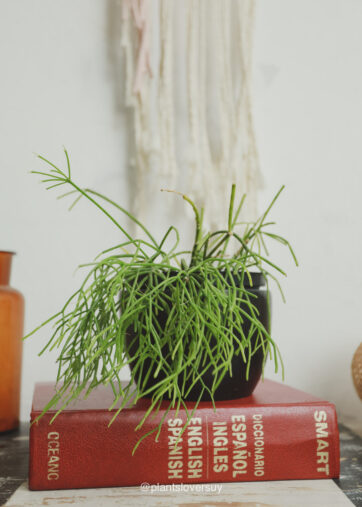 Rhipsalis cassutha