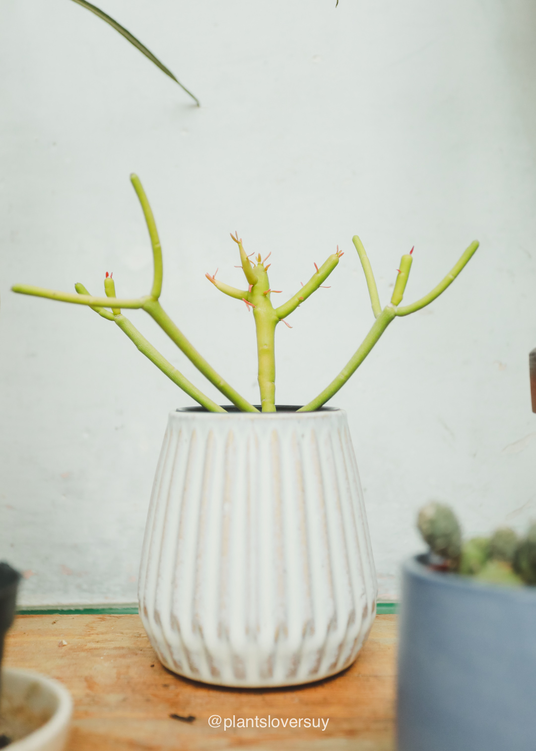 plantas-naturales-montevideo-uruguay- IMG_8291