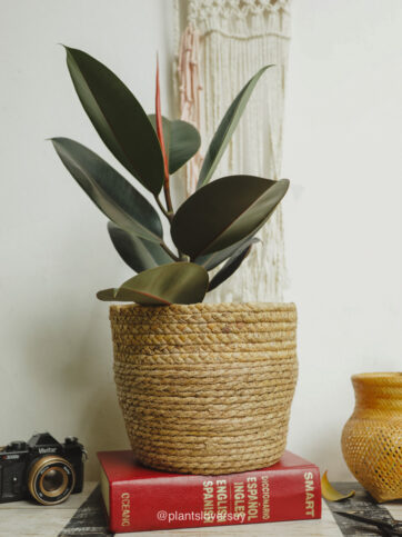 Ficus elastica ‘Burgundy’ 30 cm