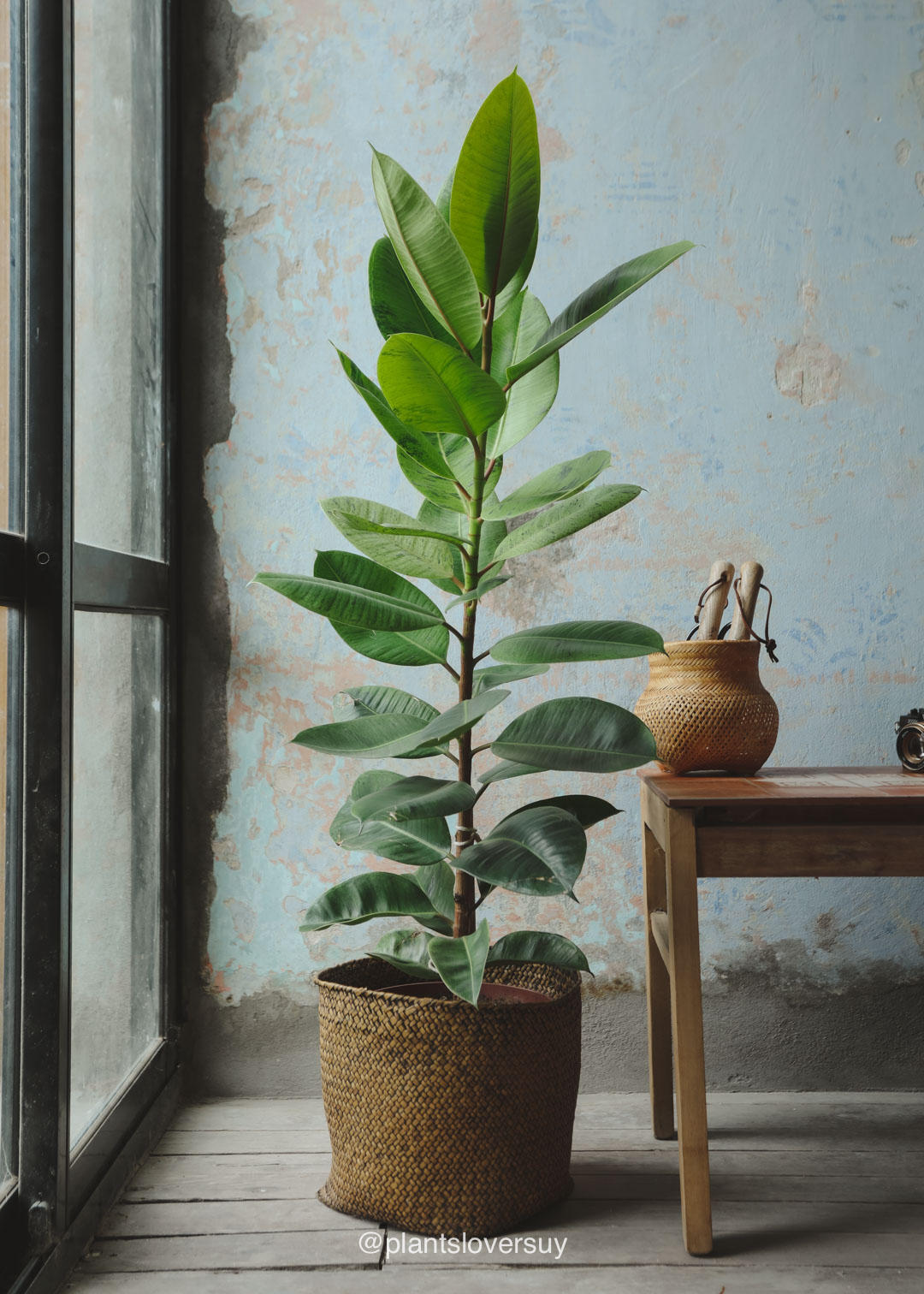 plantas-naturales-montevideo-uruguay- plantas-tropicales-en-montevideo-7211