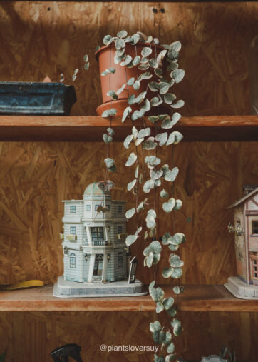 Ceropegia woodii ‘Variegata’ XL