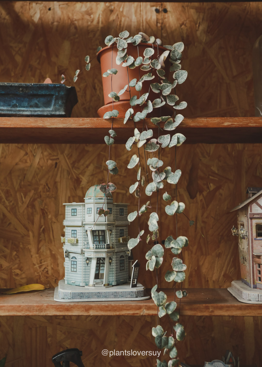 plantas-naturales-montevideo-uruguay-11