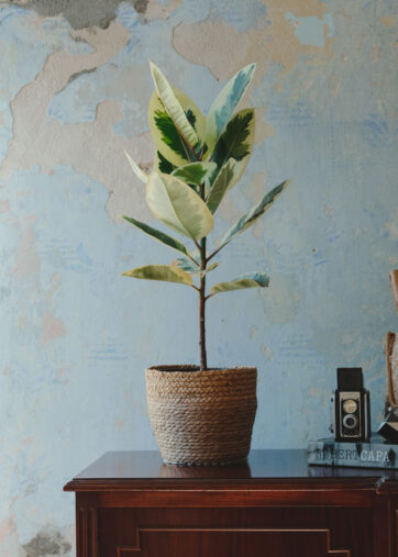 Ficus elastica ‘Tineke’ (Variegado)