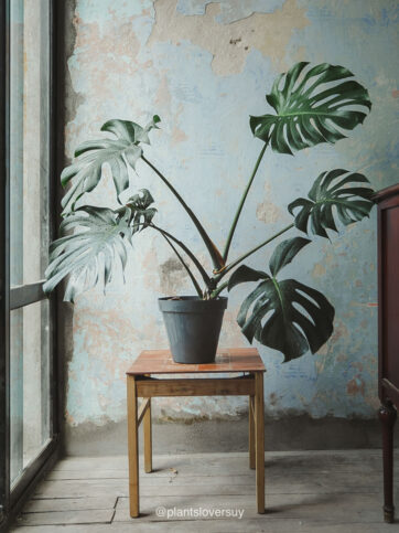 Monstera deliciosa G