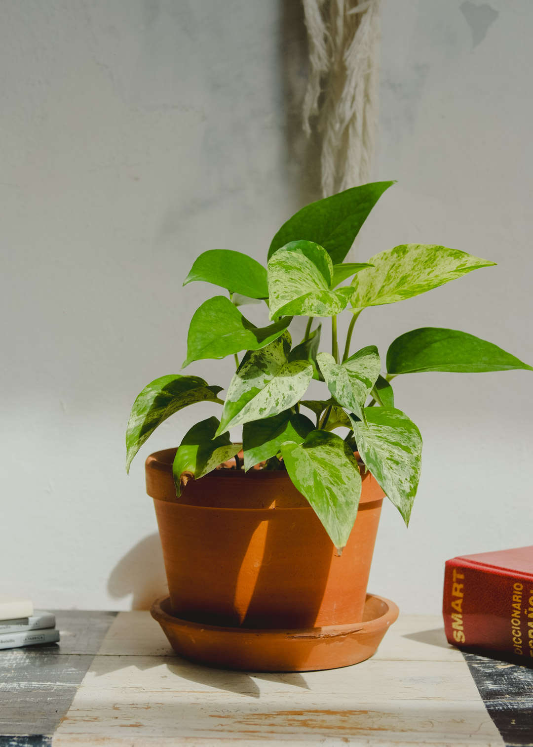 plantas-uruguay-montevideo-4093
