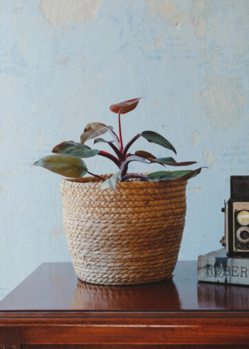 Philodendron Pink Princess M 17