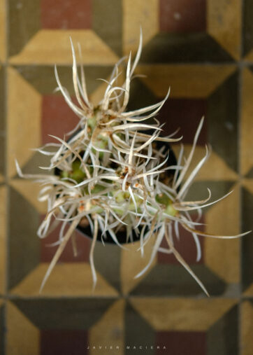 Tephrocactus Papyracanthus