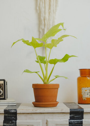 Philodendron Selloum Golden