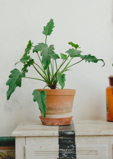 Philodendron xanadu M15