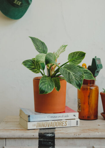 Philodendron Birkin M15