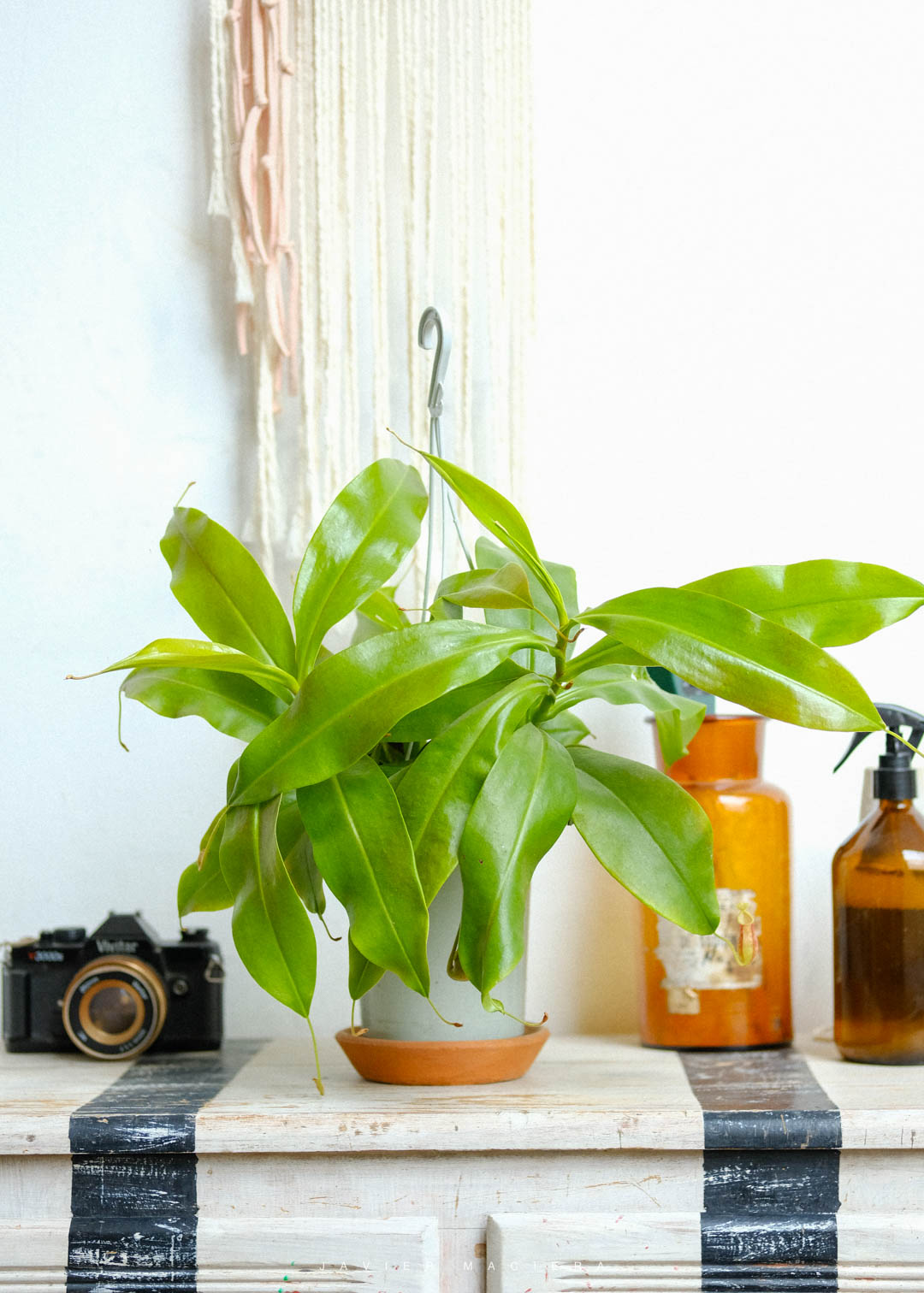 PLANTAS-URUGUAY-MONTEVIDEO-2-28