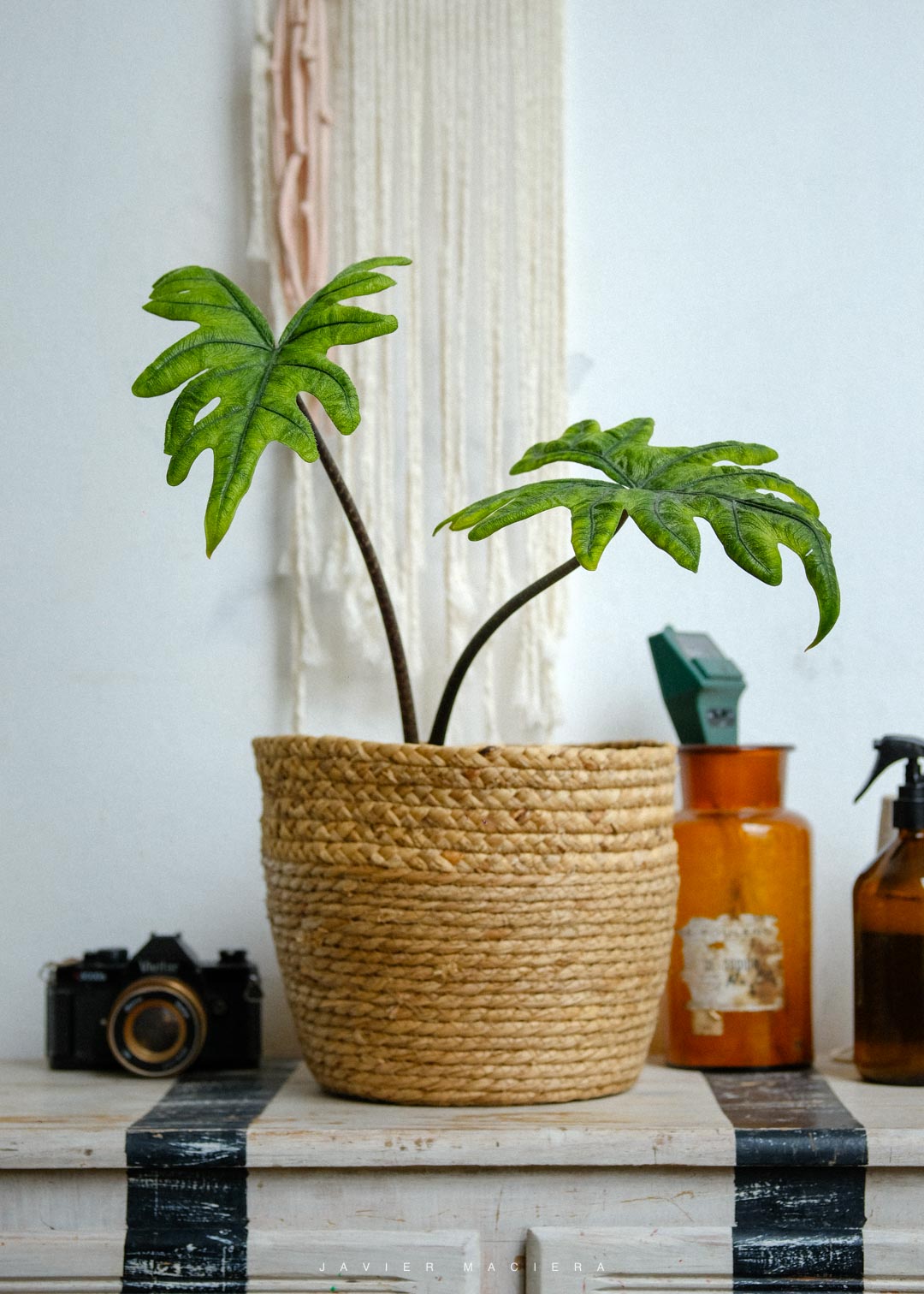 PLANTAS-URUGUAY-MONTEVIDEO-2-8