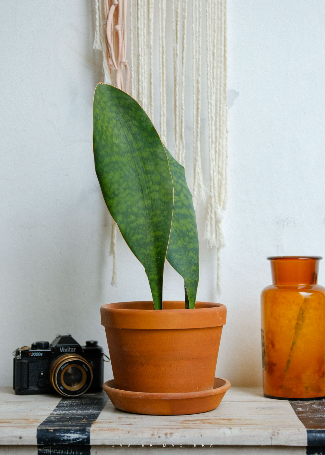 PLANTAS-URUGUAY-MONTEVIDEO-4994