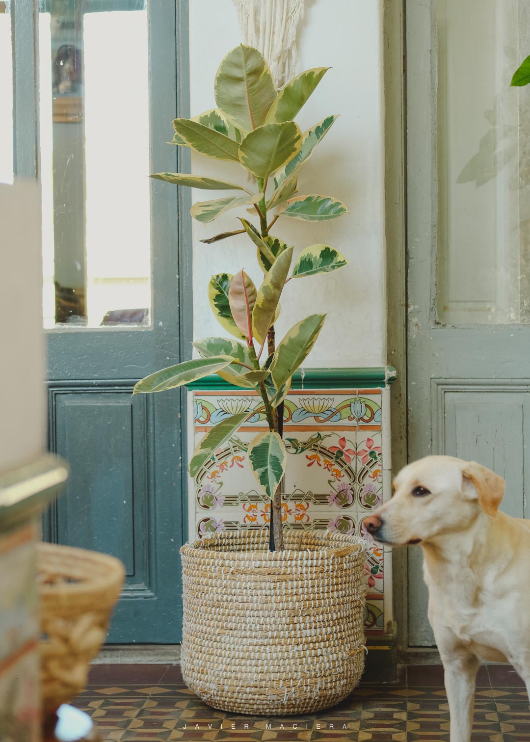 Ficus elastica ‘Tineke’ M 30 170 cm