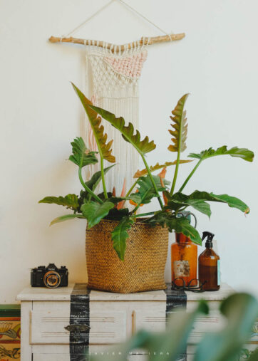 Philodendron Narrow (Tiger Tooth) M24