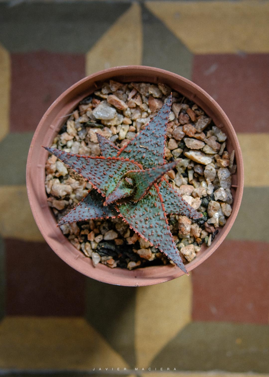 PLANTAS-URUGUAY-MONTEVIDEO-5104