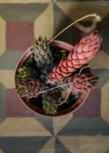 Haworthiopsis reinwardtii M10