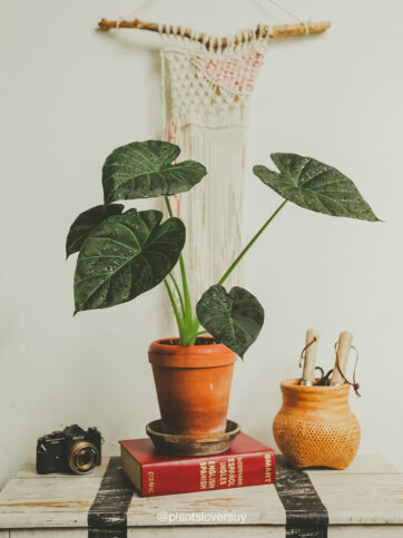 Alocasia Dragon Scale