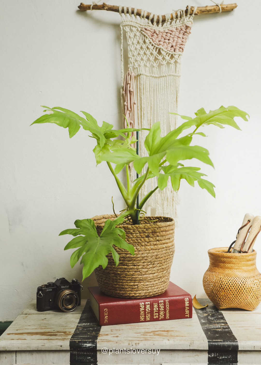 plantas-naturales-montevideo-uruguay- plantas-tropicales-en-montevideo-7240