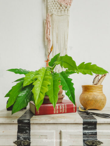 Philodendron Narrow Golden "Jungle Boogie"