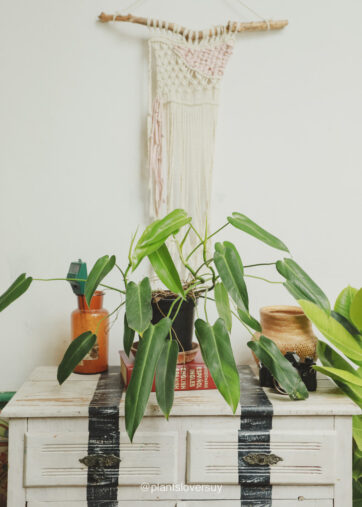 Philodendron Spiritus Sancti