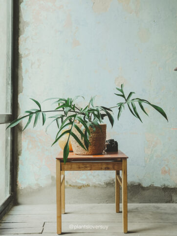 Philodendron Pedatum