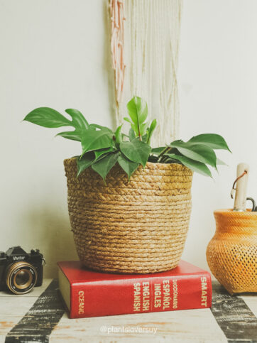 Philodendron squamiferum m18