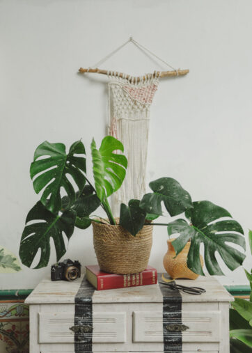 Monstera Thai Constellation