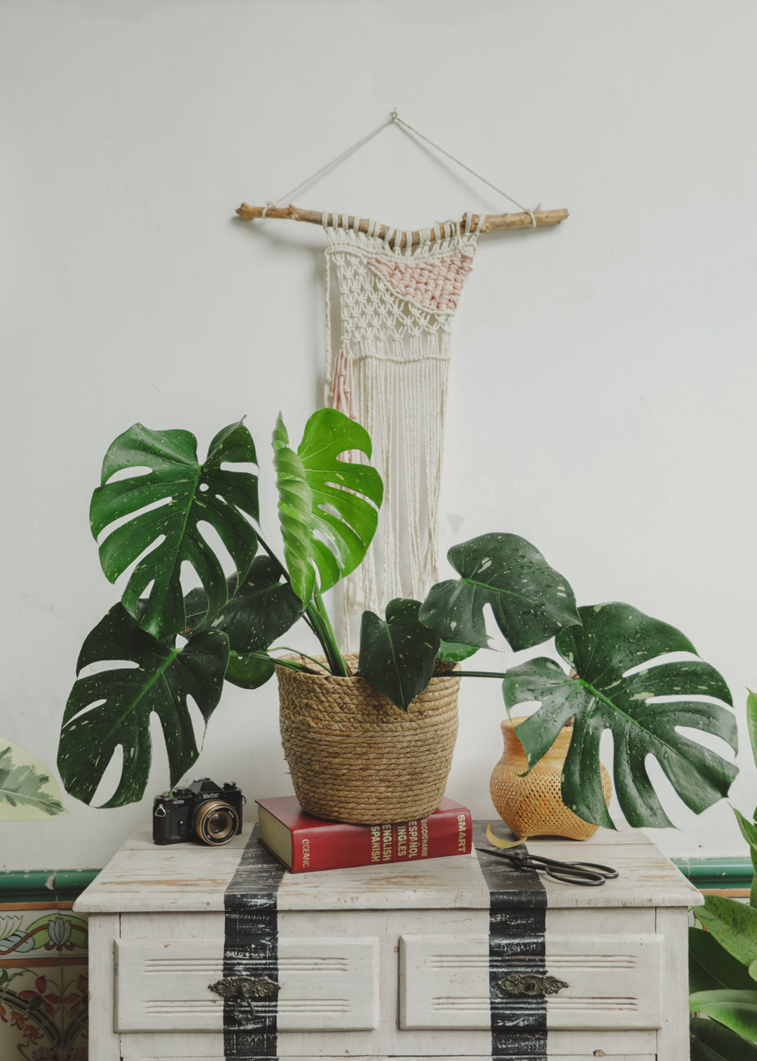 plantas-tropicales-en-montevideo-7252