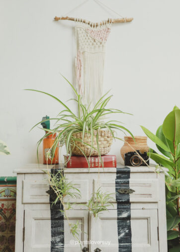 Chlorophytum comosum "Lazo"