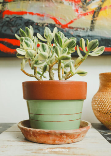 Crassula ovata 'Variegata' (Arbol de Jade)