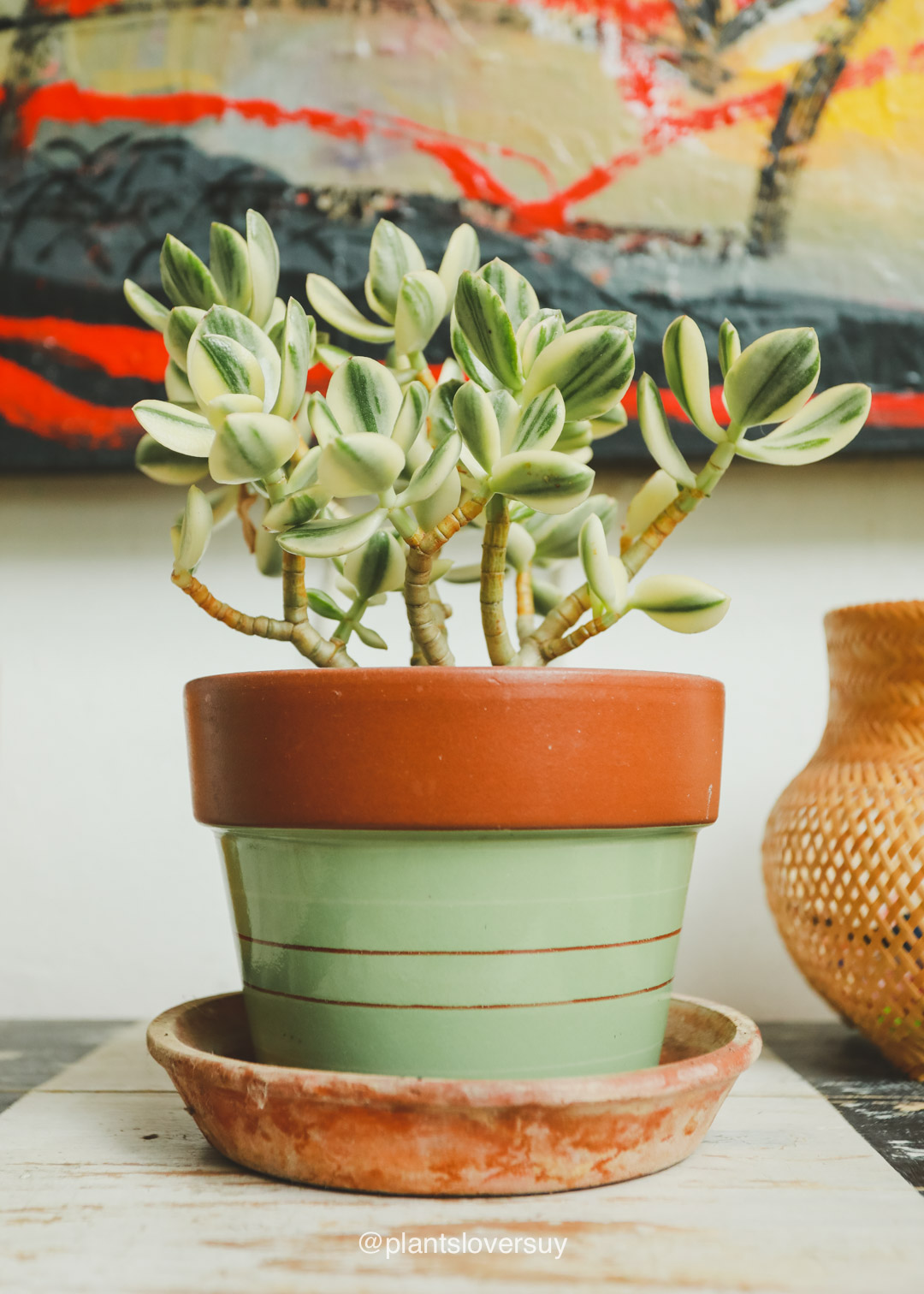 plantas-naturales-montevideo-uruguay- IMG_8287